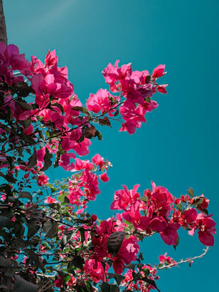 a bunch of pink flowers on a tree