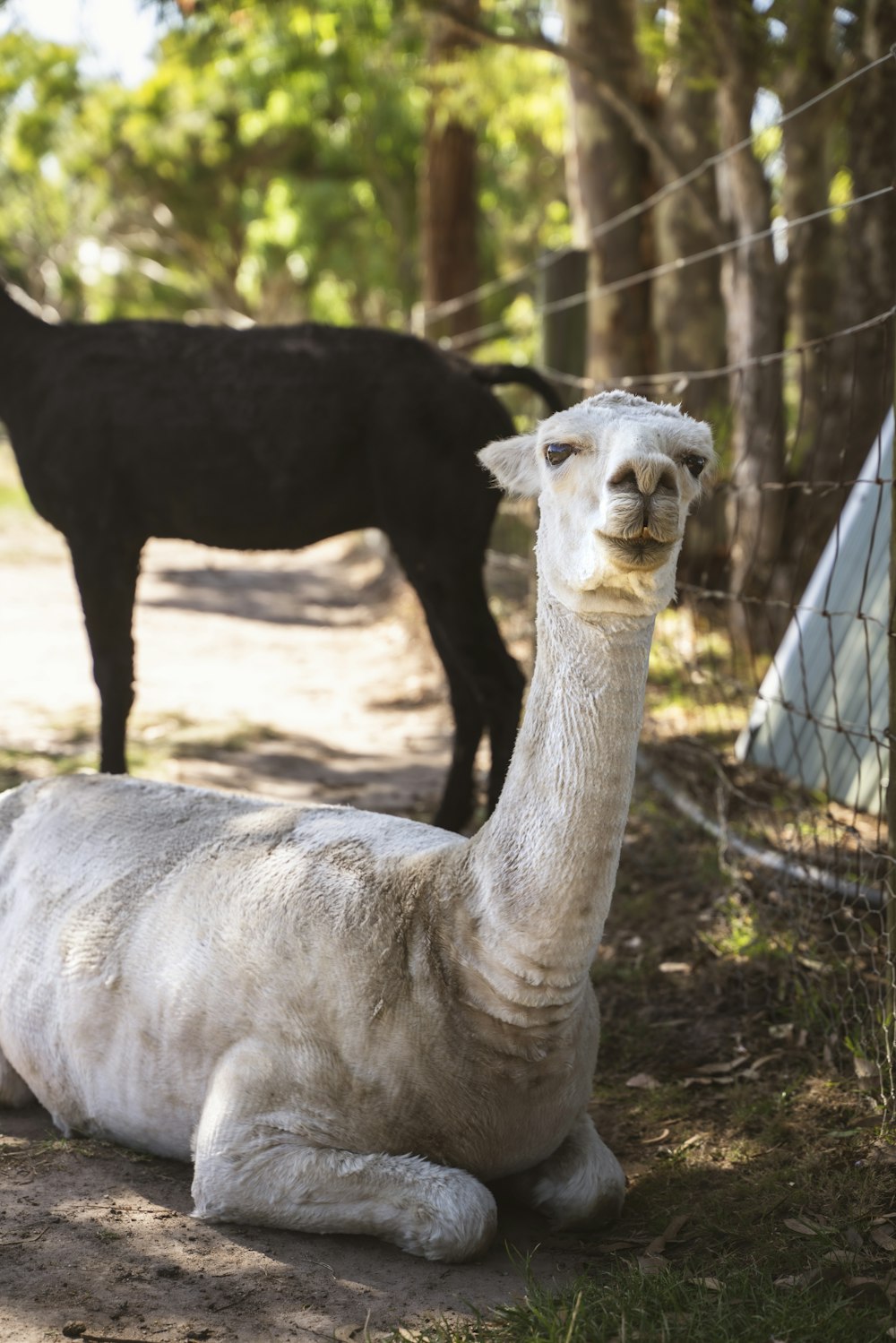 a white llama laying on the ground next to a black llama