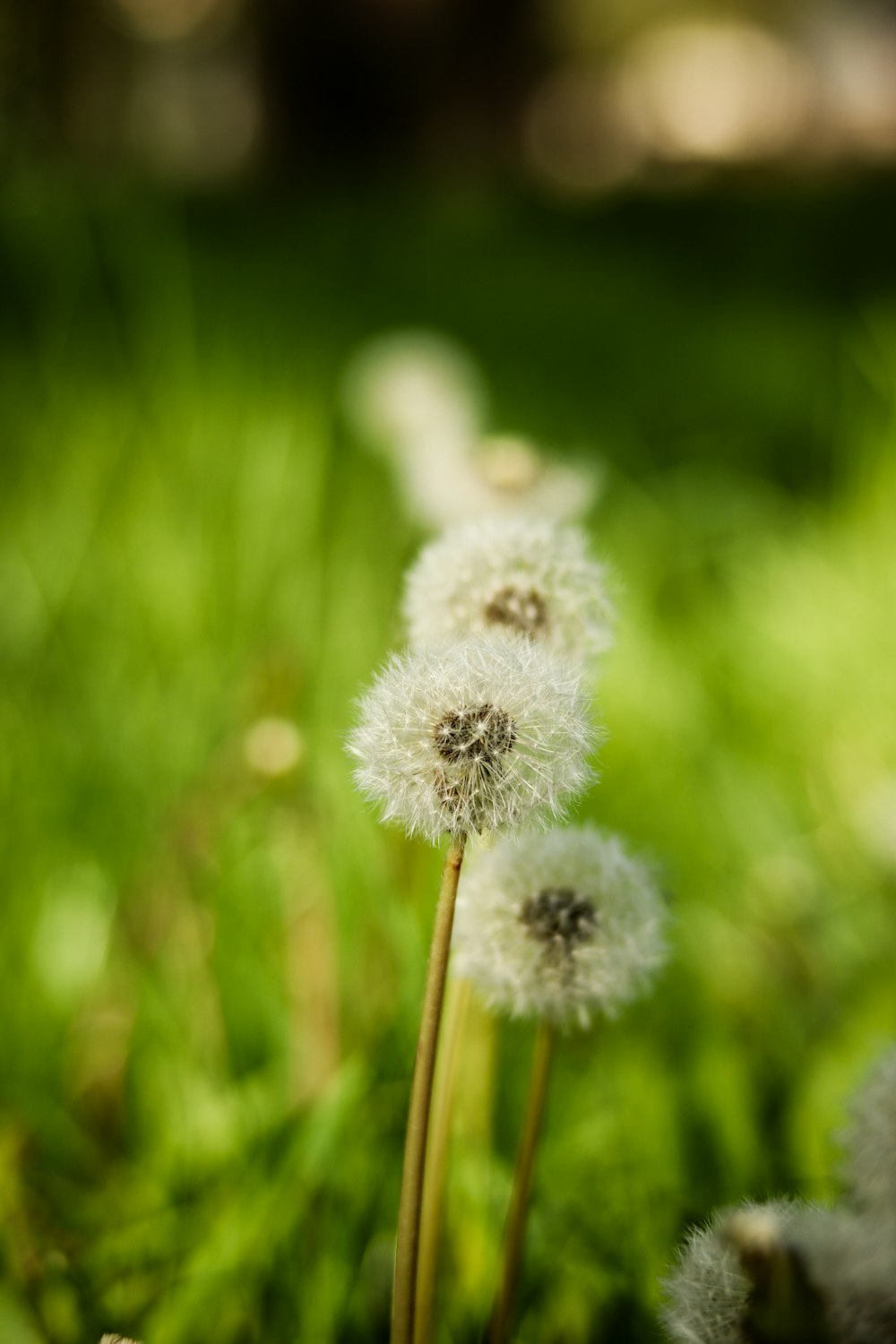 a couple of dandelions sitting on top of a lush green field