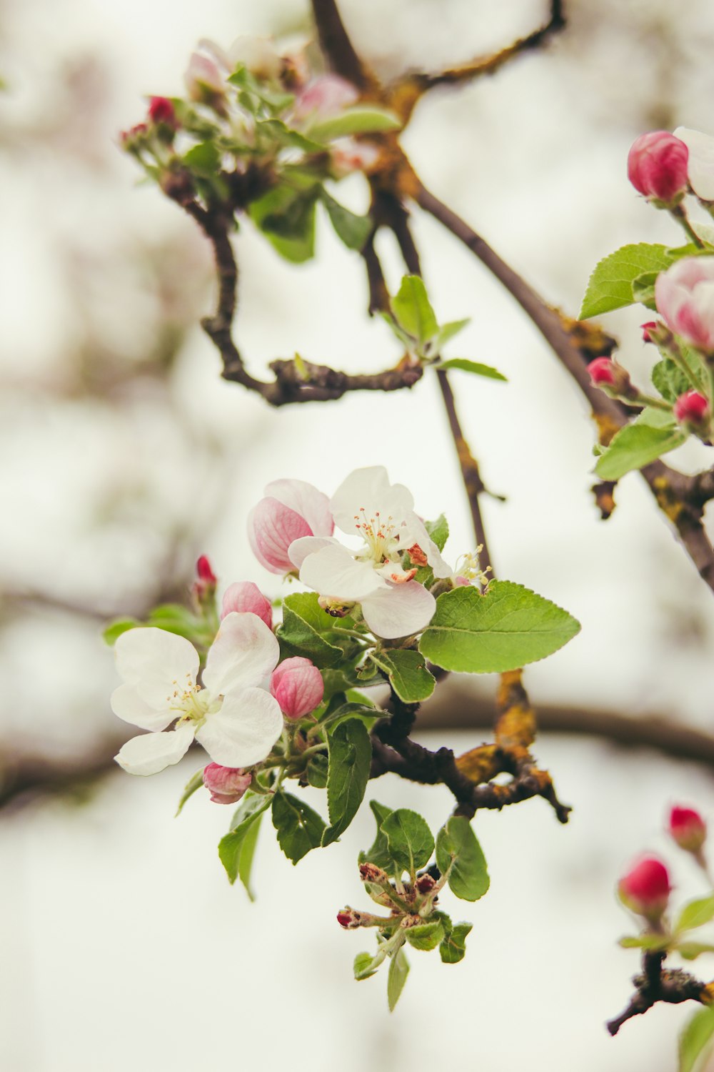 a branch of a flowering apple tree with pink and white flowers