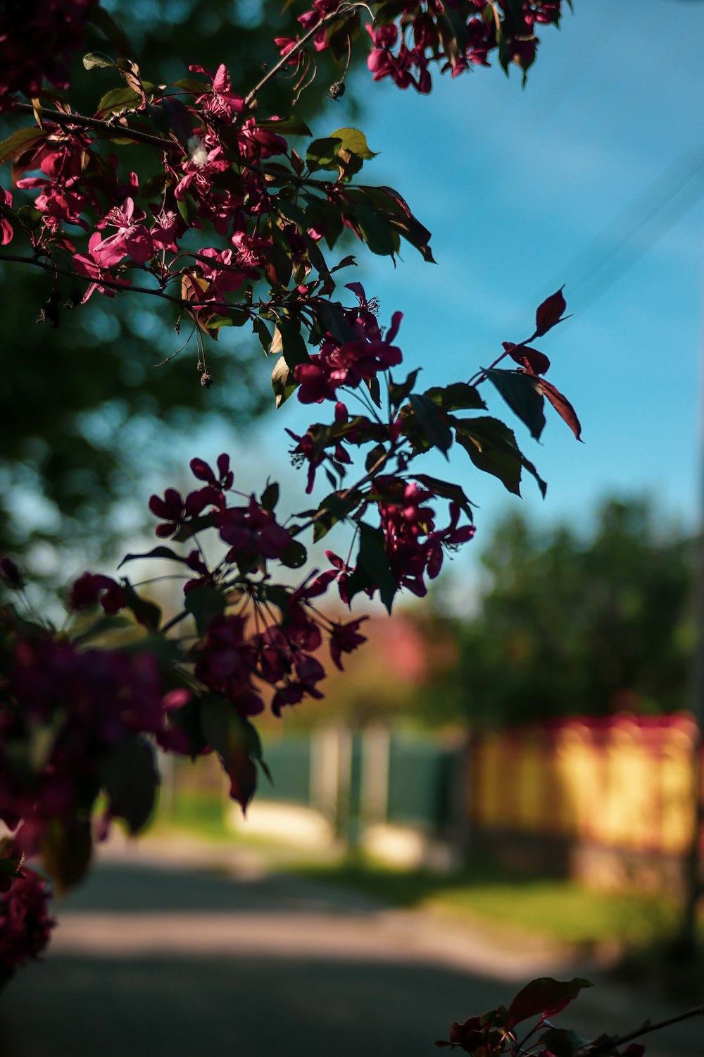 a tree branch with purple flowers in the foreground