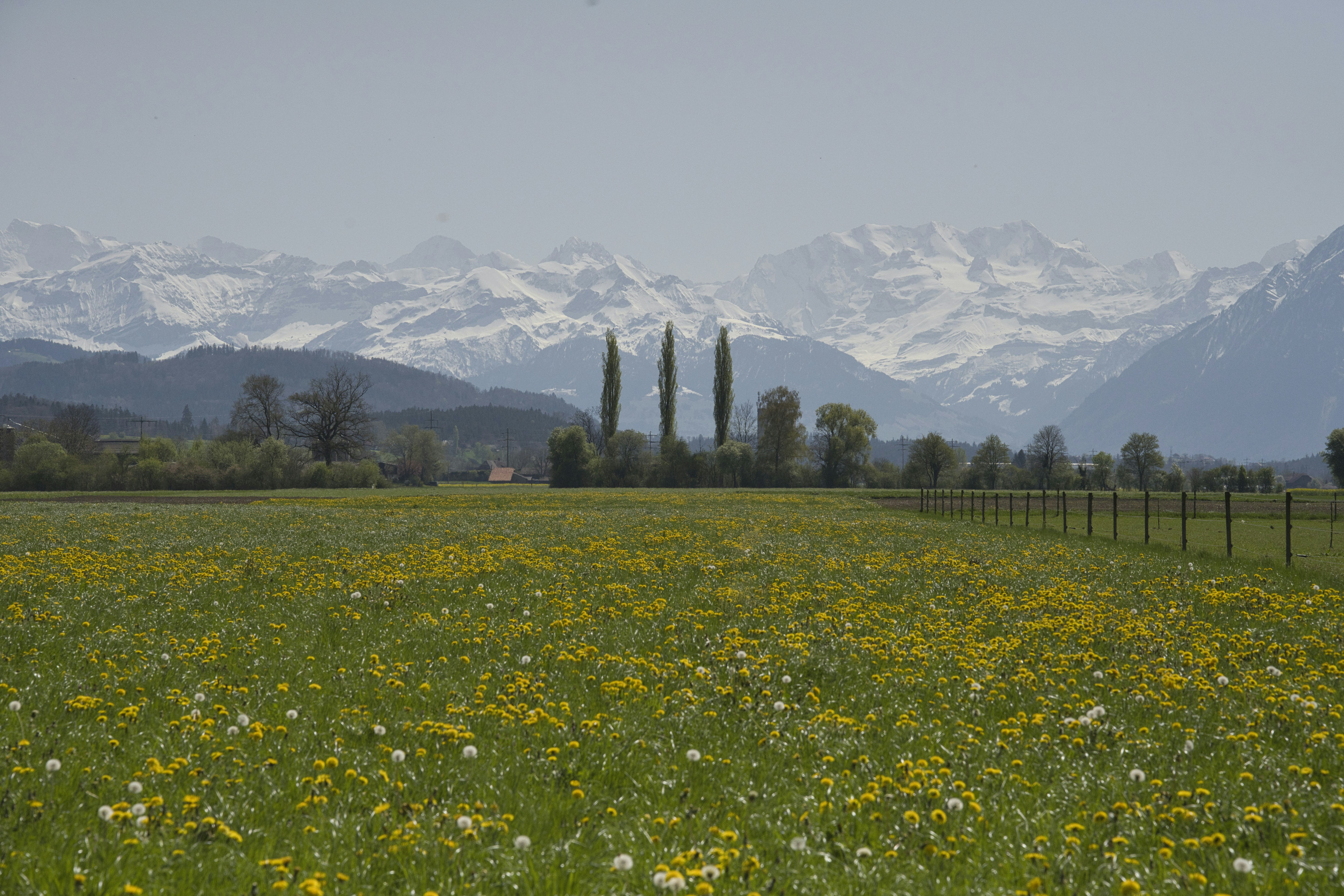 a field with yellow flowers and mountains in the background