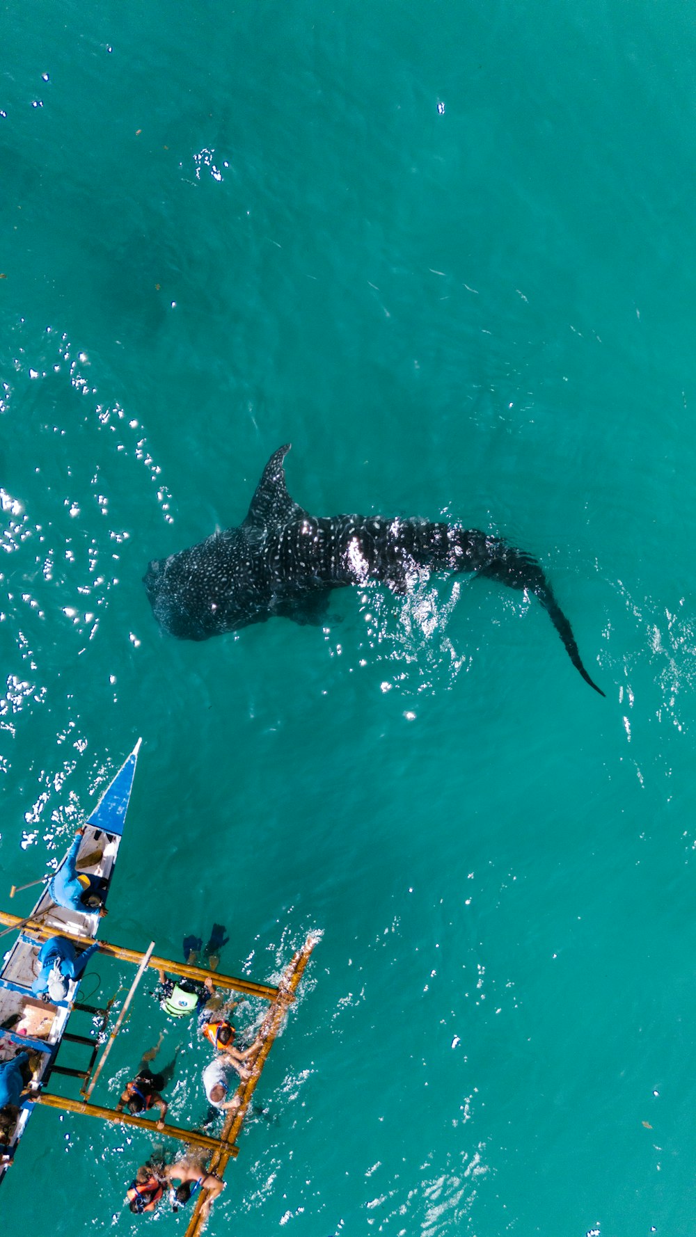 a large shark swimming in the ocean next to a boat