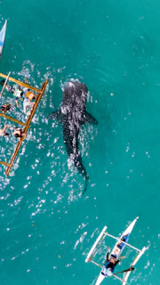 a large black shark swimming in the ocean
