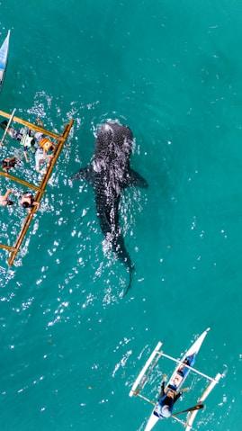 a large black shark swimming in the ocean