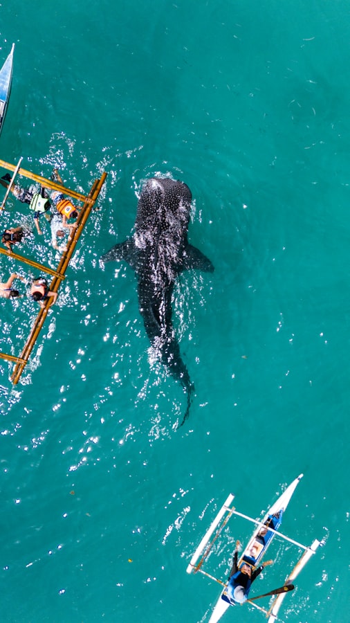 Snorkeler swimming alongside a whale shark in the clear blue water near Isla Mujeres, Mexico