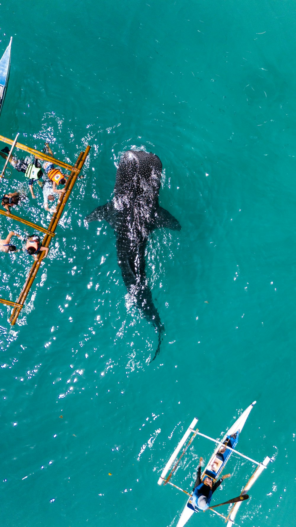 a large black shark swimming in the ocean