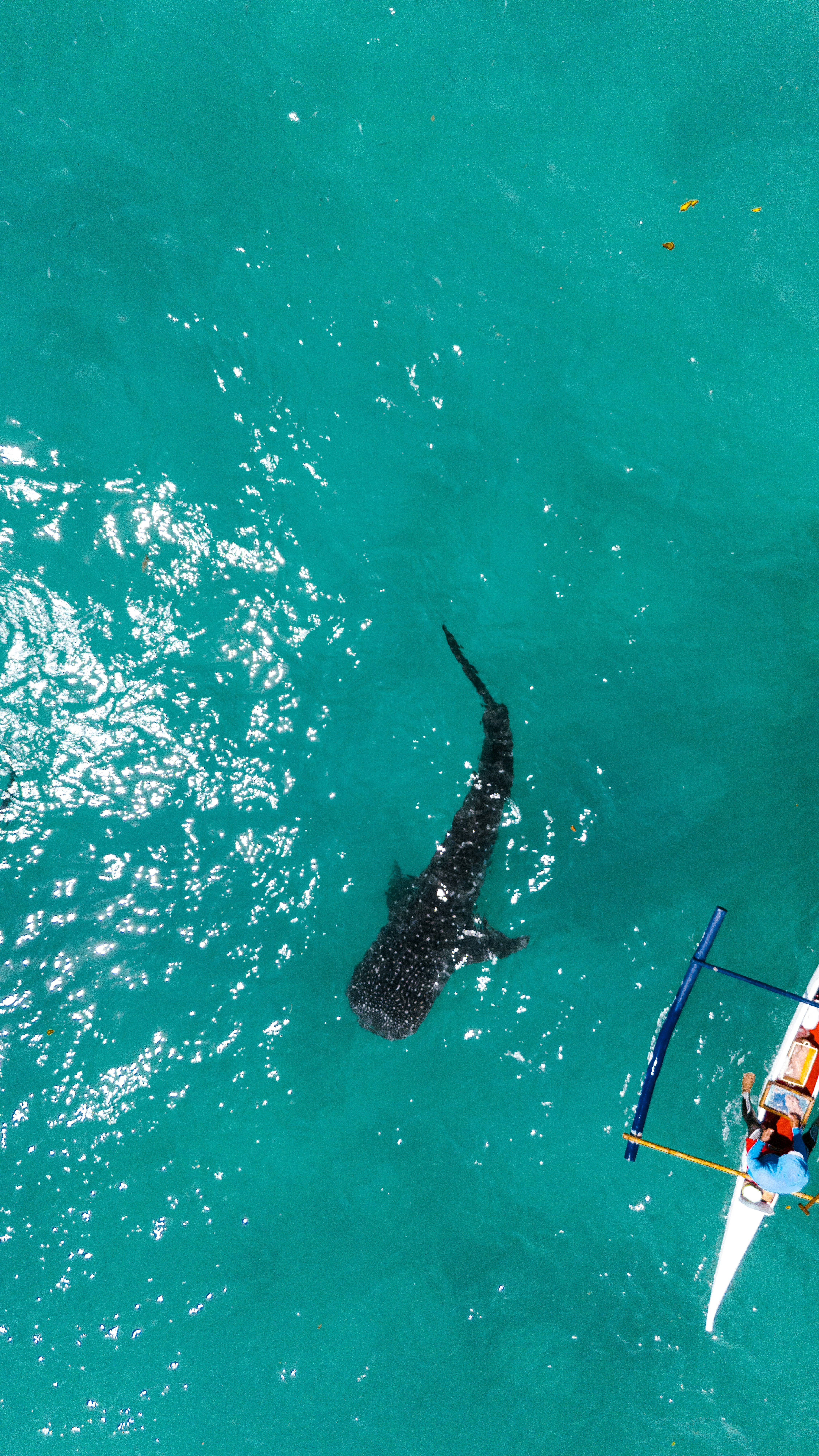 a man in a boat with a shark in the water