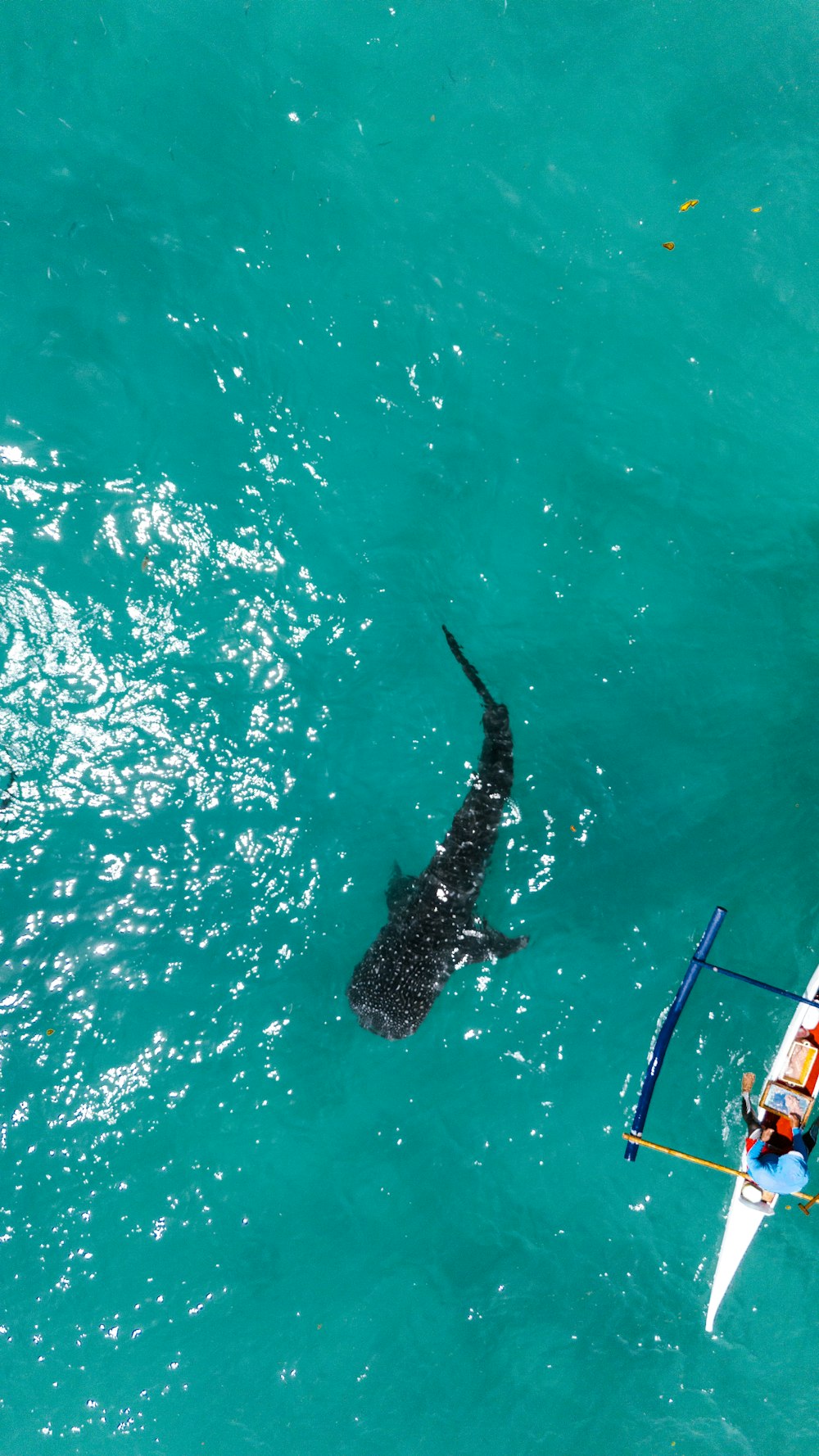 Un hombre en un bote con un tiburón en el agua