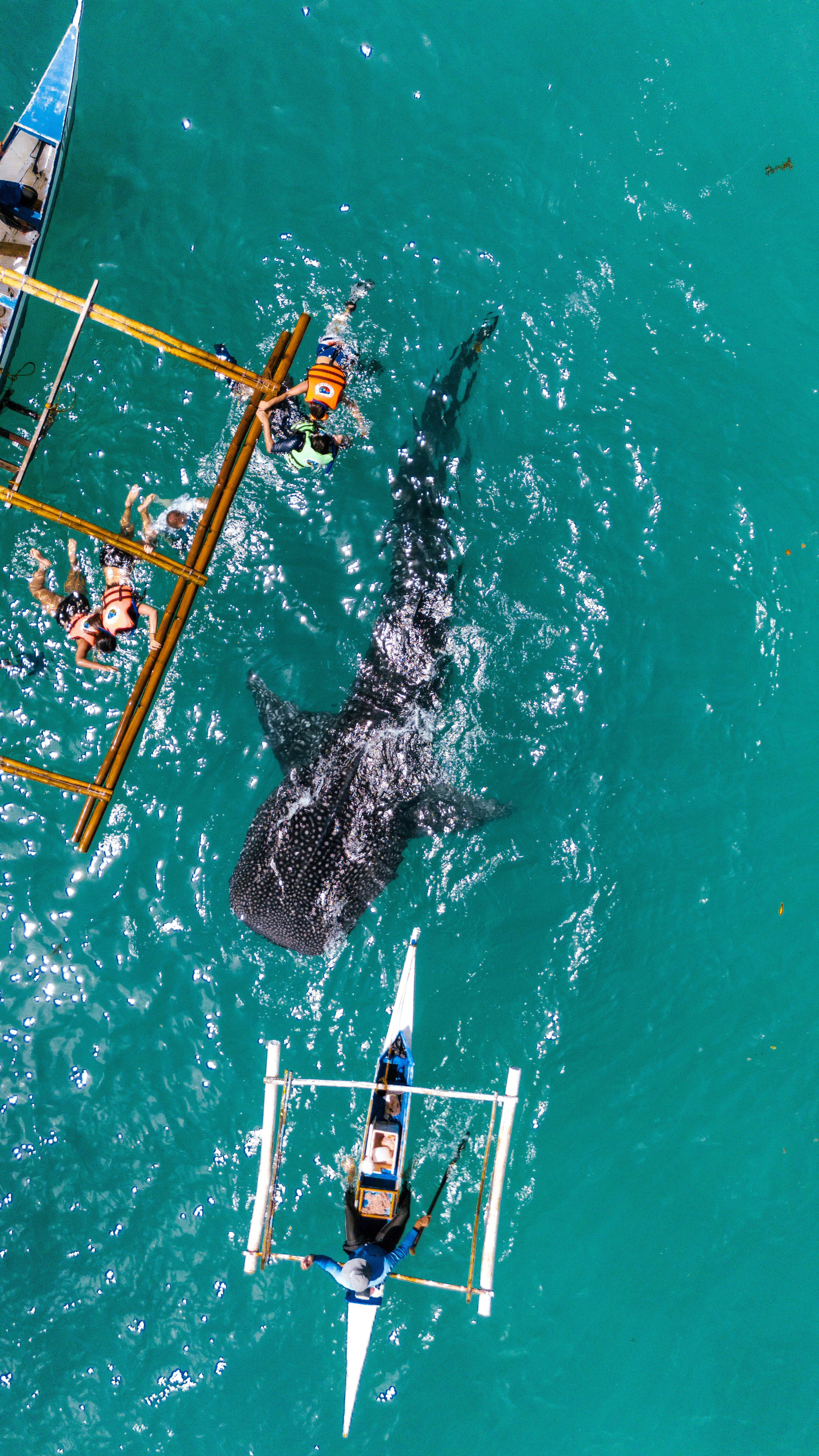 a shark swimming in the ocean next to a boat