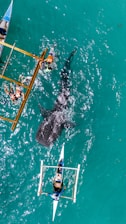a shark swimming in the ocean next to a boat