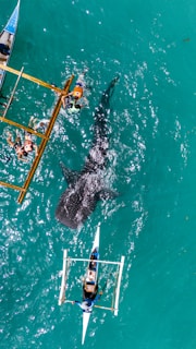 a shark swimming in the ocean next to a boat