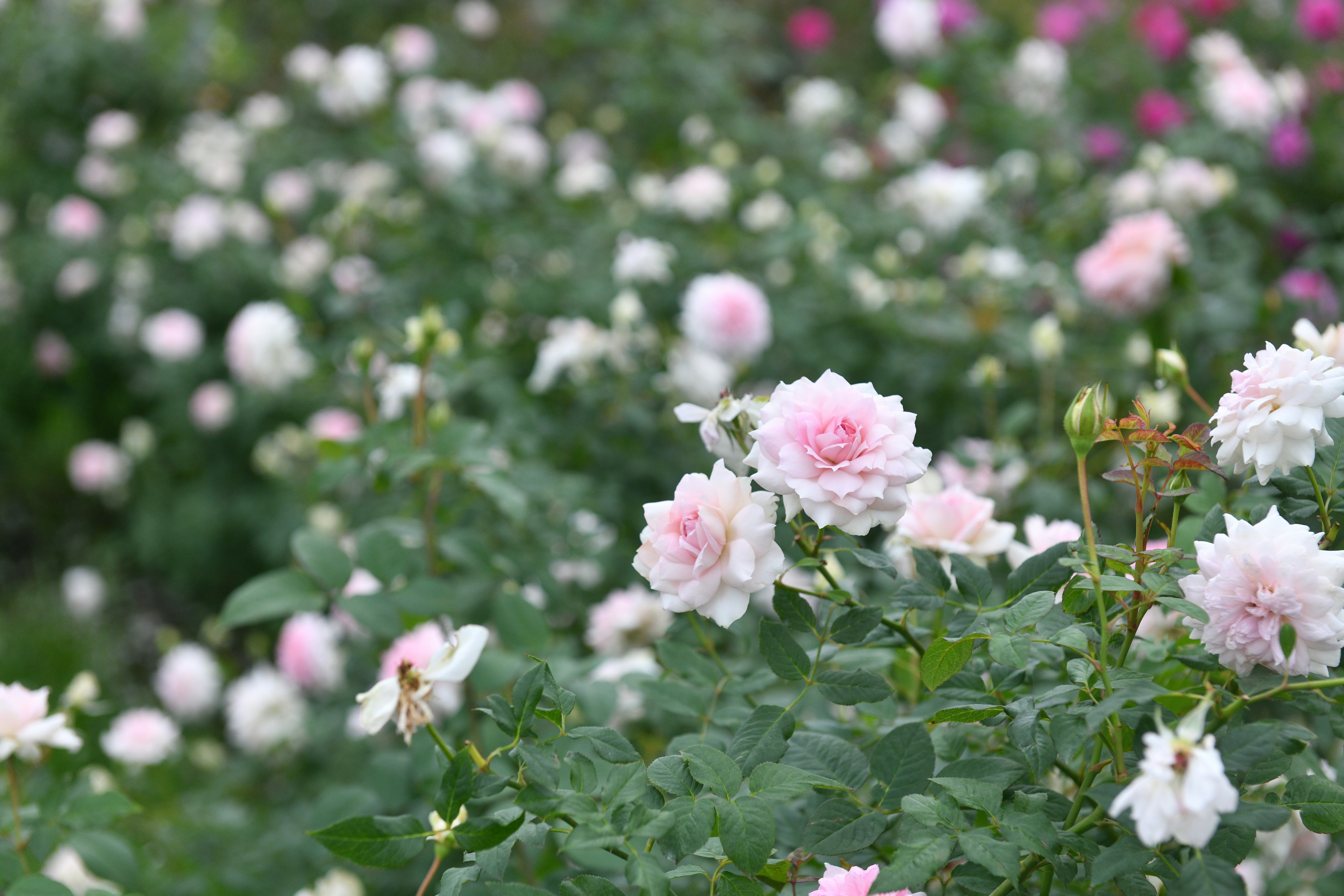 Photo by jason_taiwan