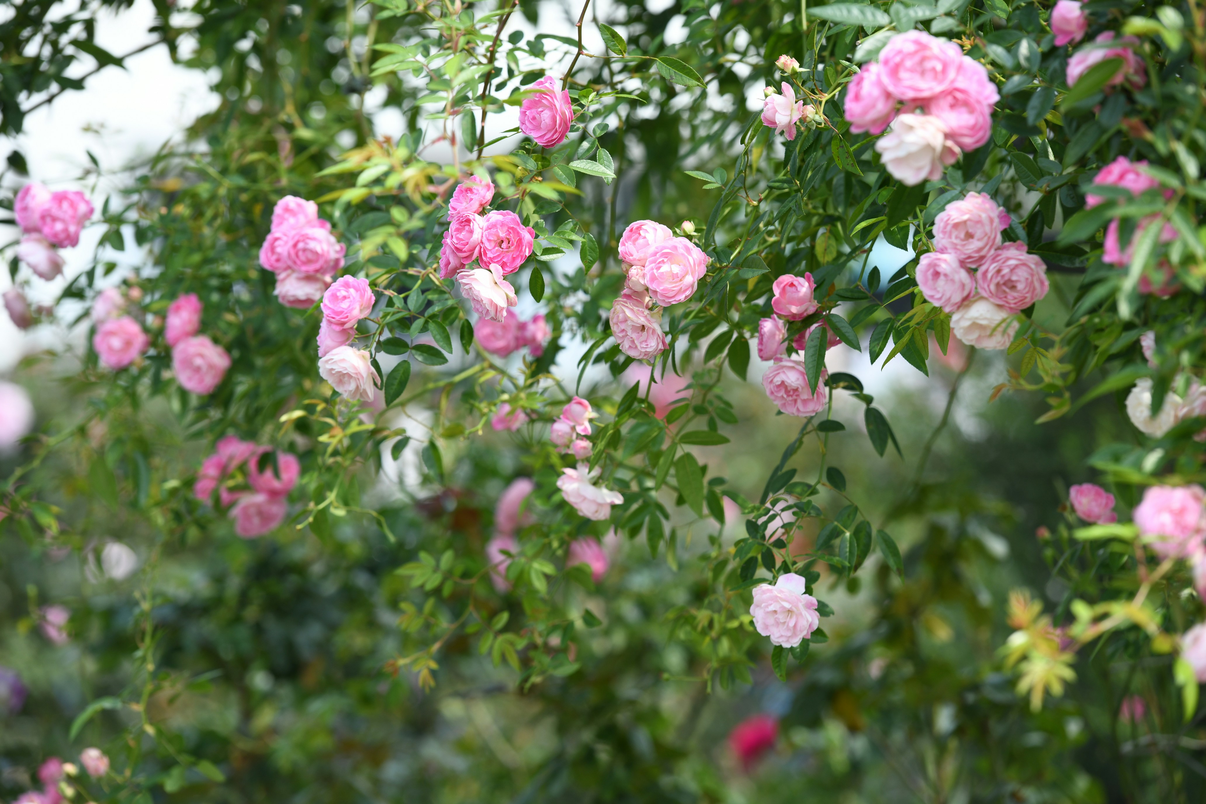 Photo by jason_taiwan