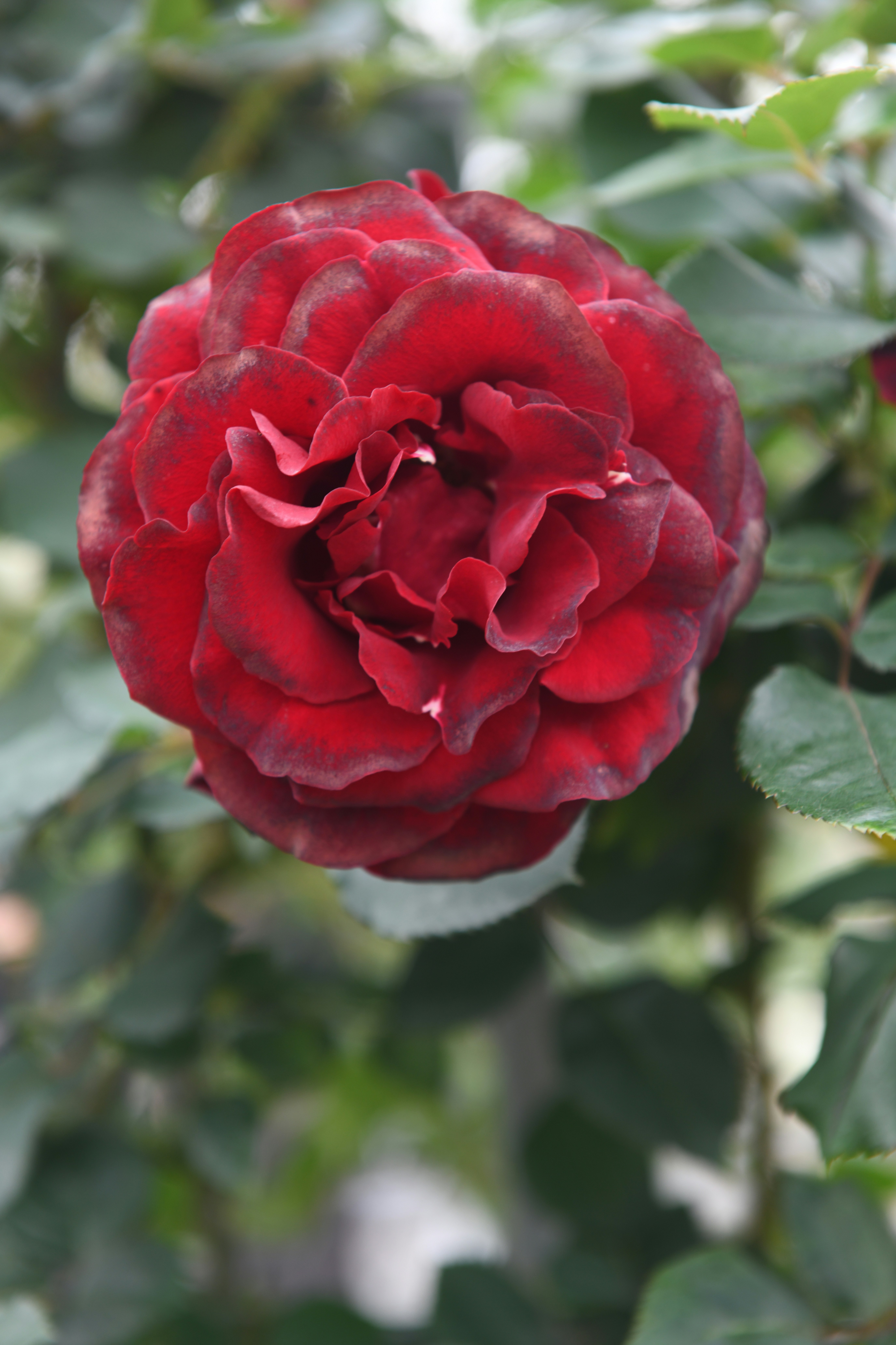 Photo by jason_taiwan