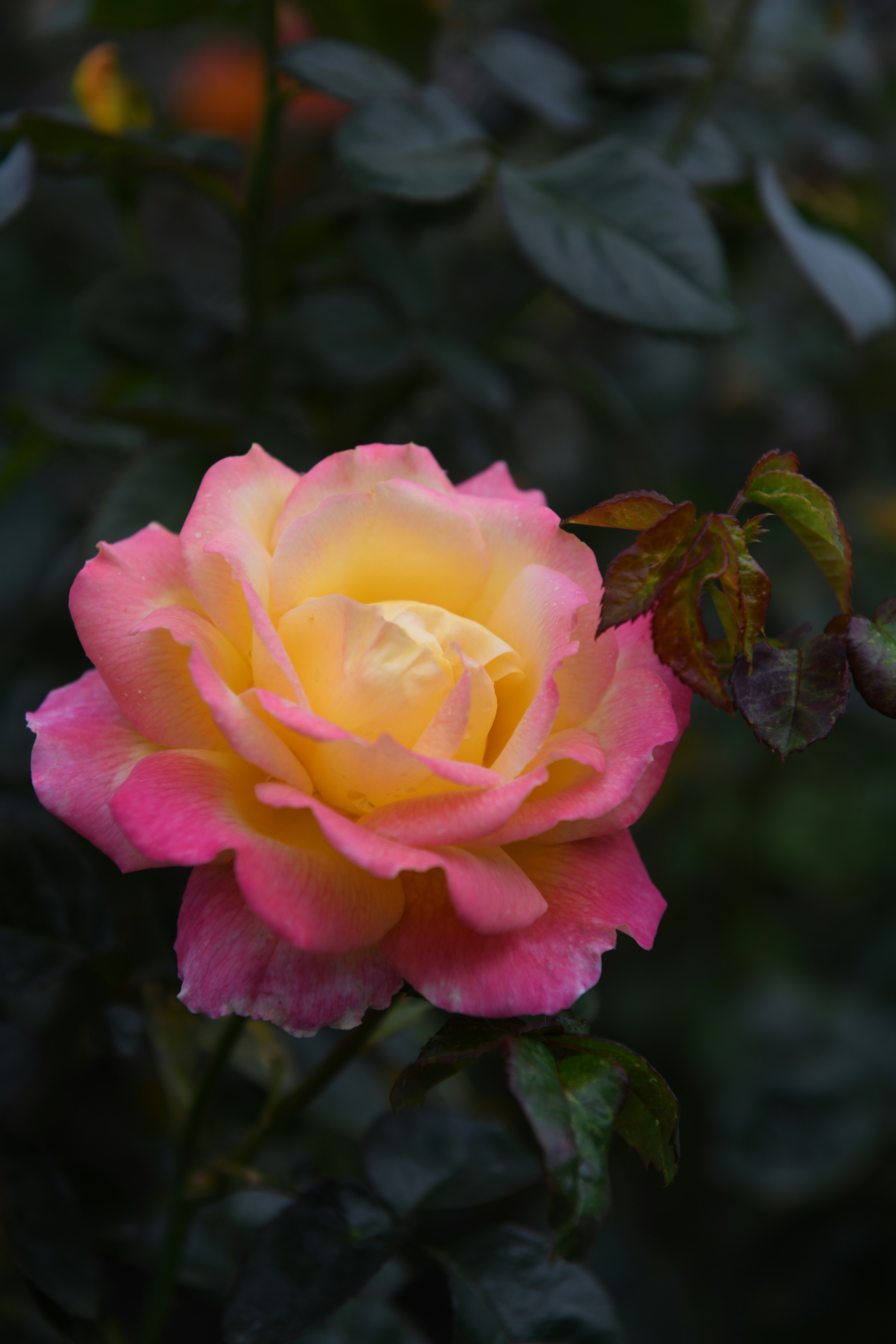 Photo by jason_taiwan