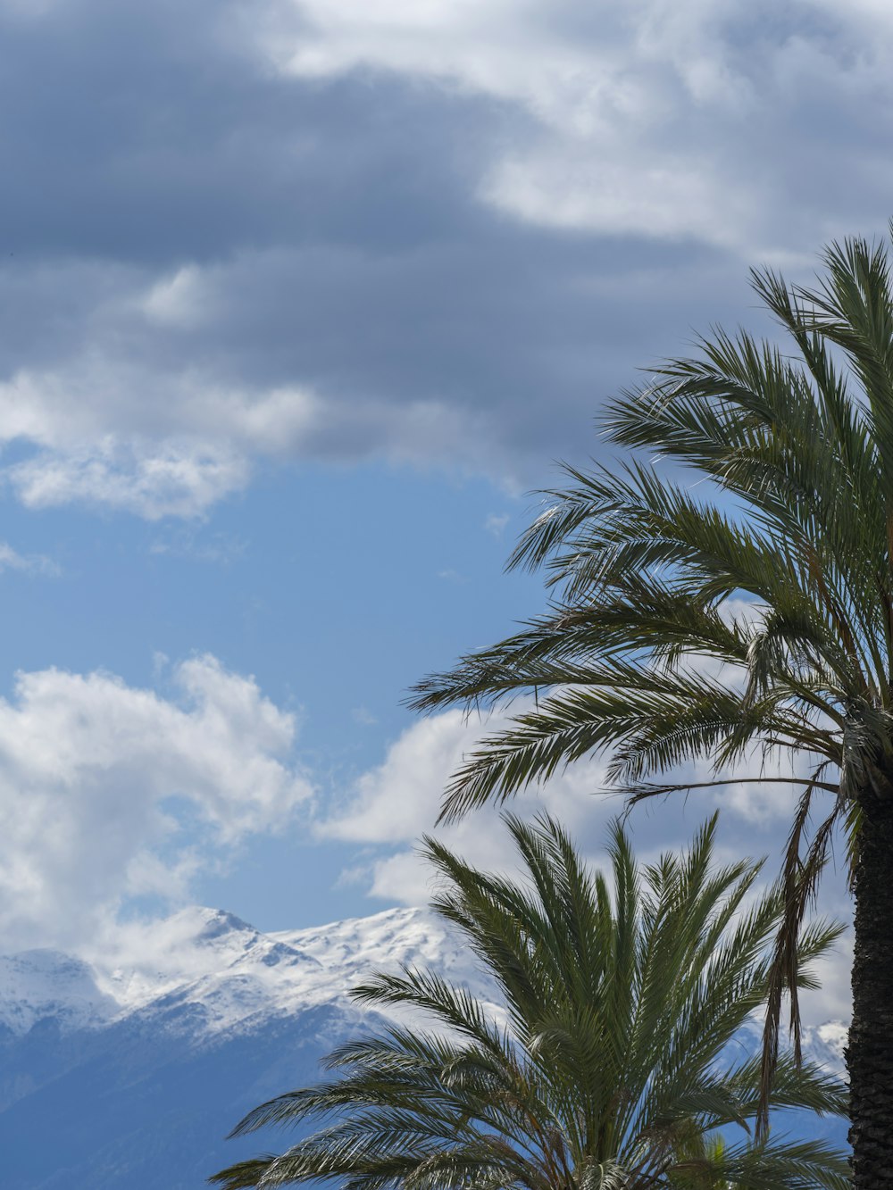 a palm tree with a mountain in the background