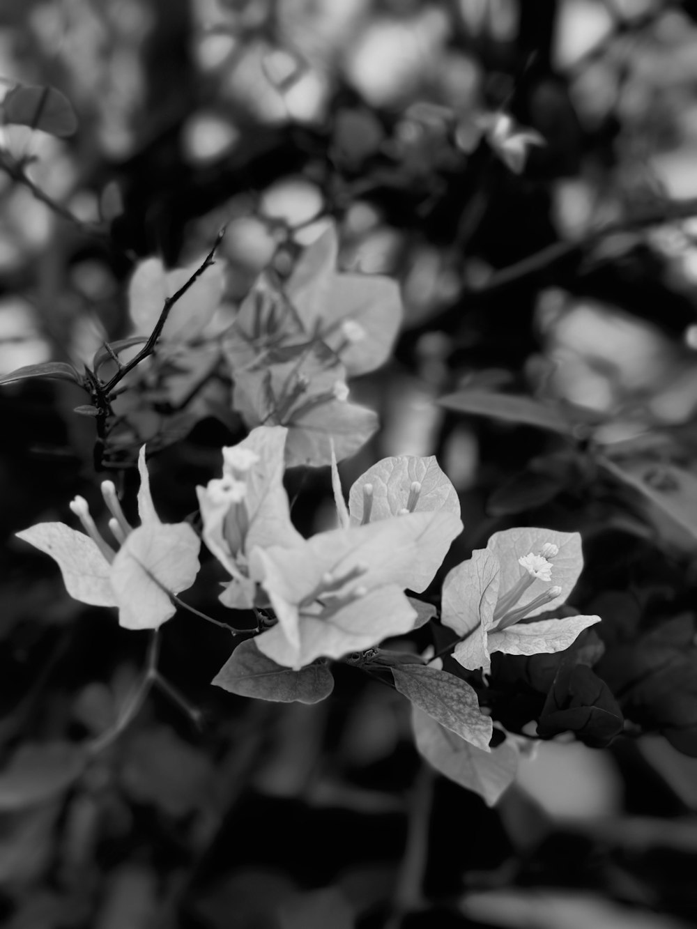 a black and white photo of some flowers