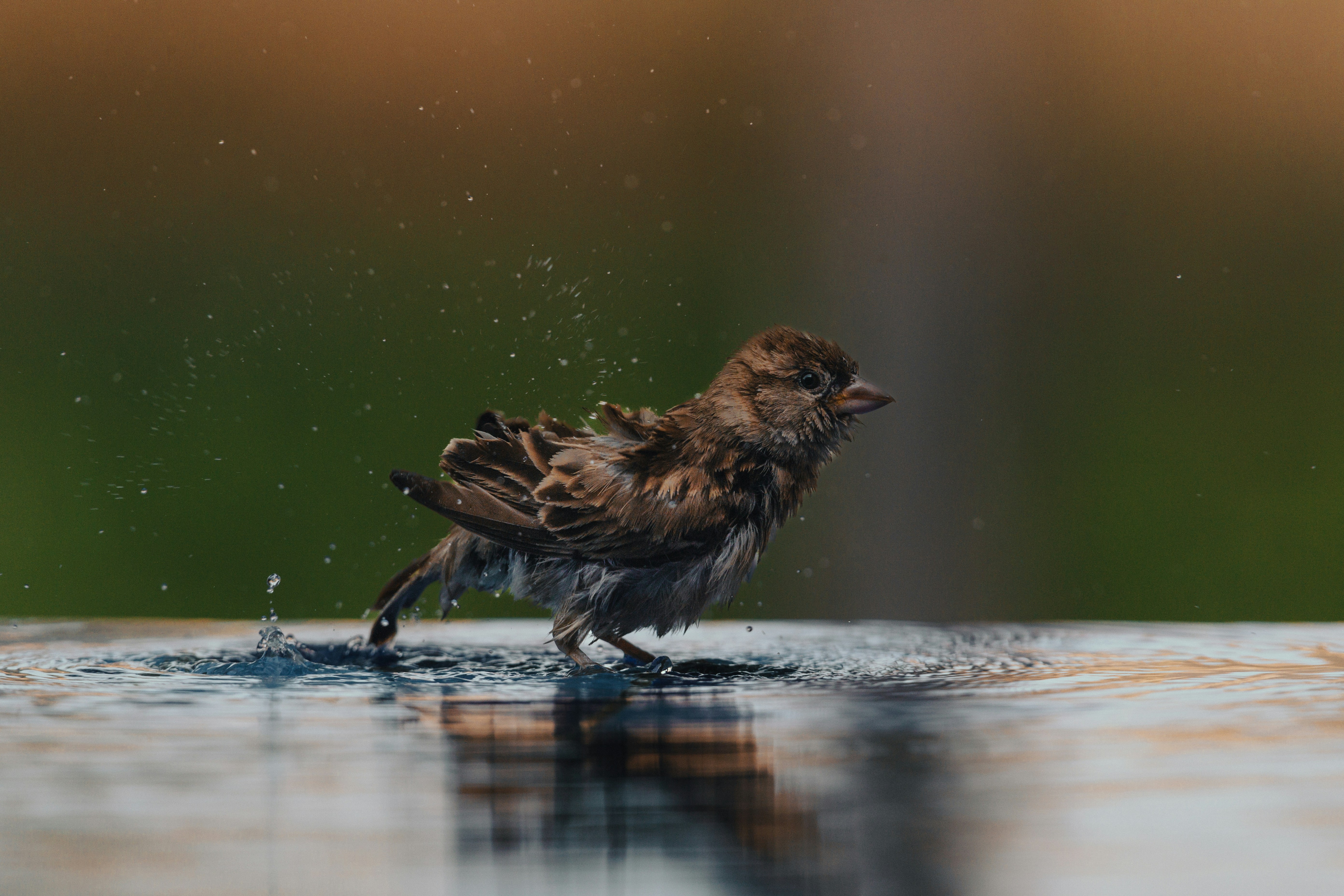 un pajarito parado encima de un charco de agua
