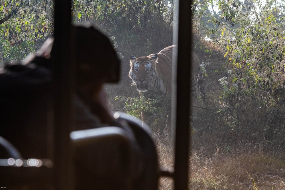 a large tiger walking through a forest filled with trees