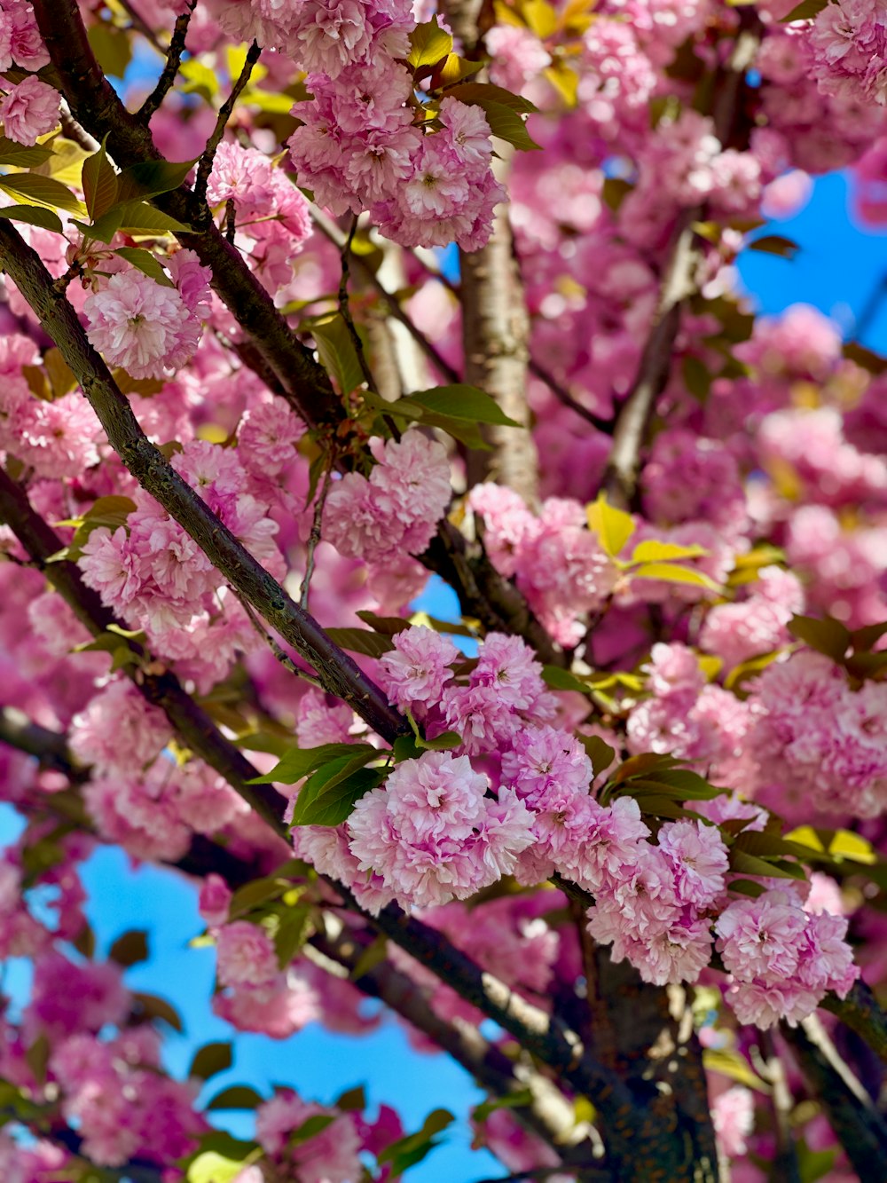 un árbol con muchas flores rosadas