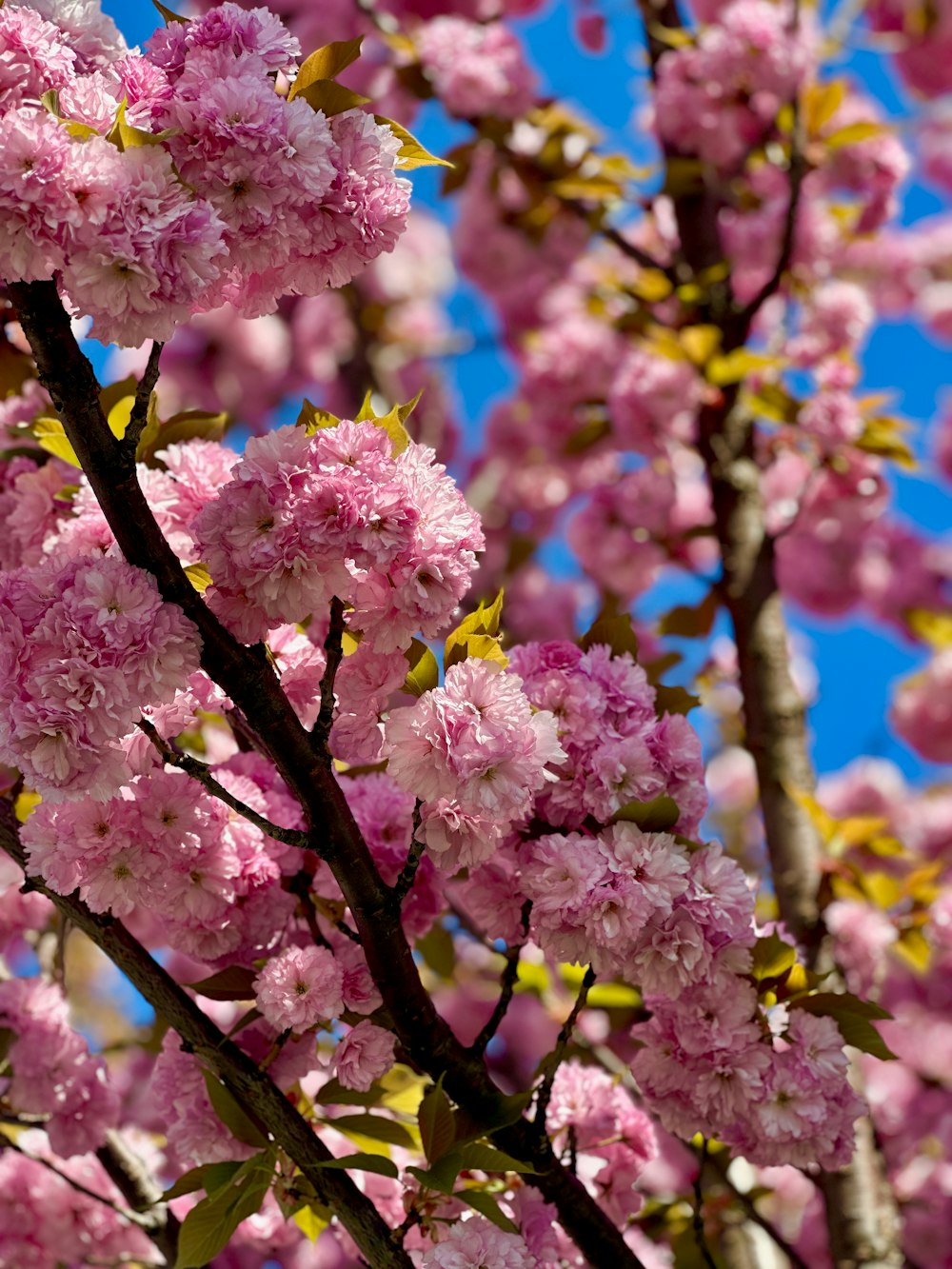 ein Baum mit vielen rosa Blüten darauf