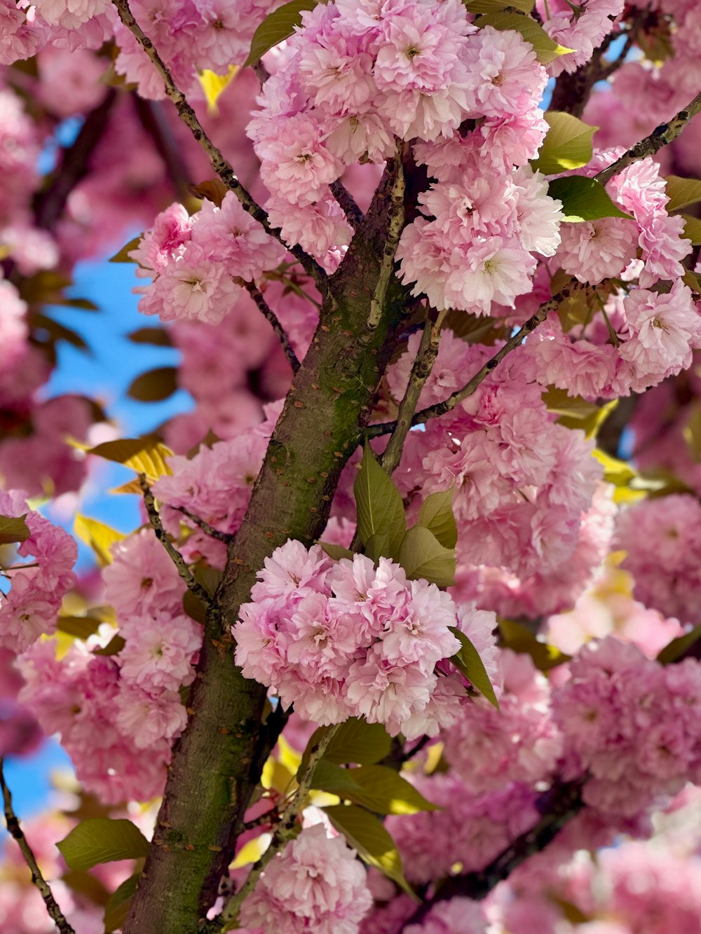 un árbol con muchas flores rosadas