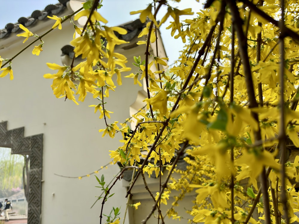 a building with yellow flowers in front of it