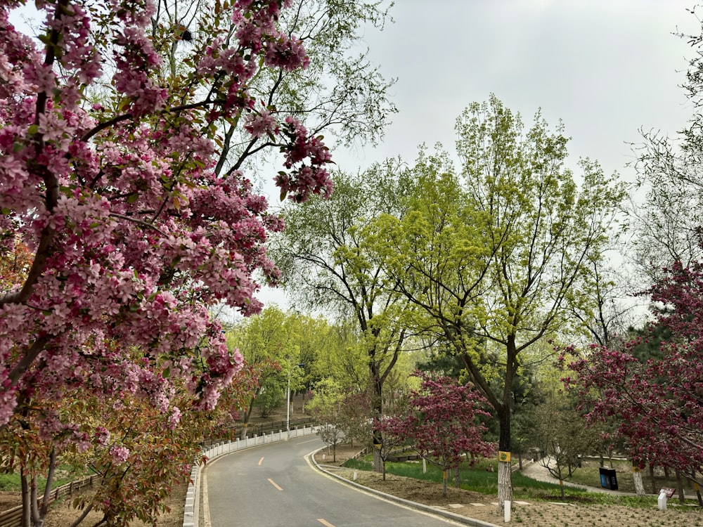 a winding road with trees lining both sides of it