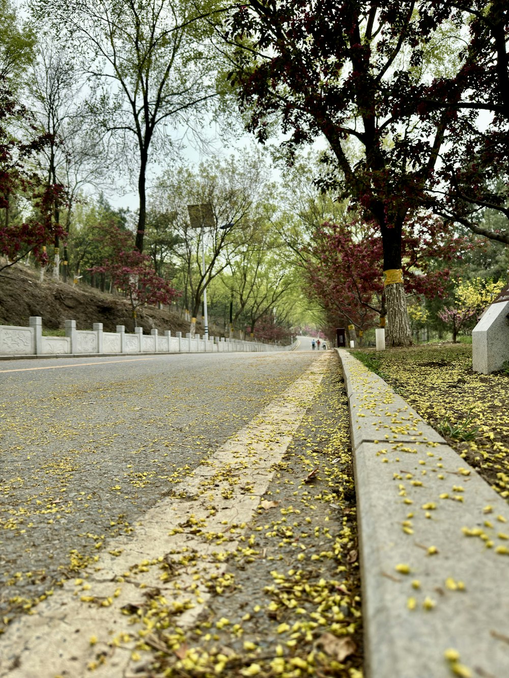 a street lined with trees and fallen leaves