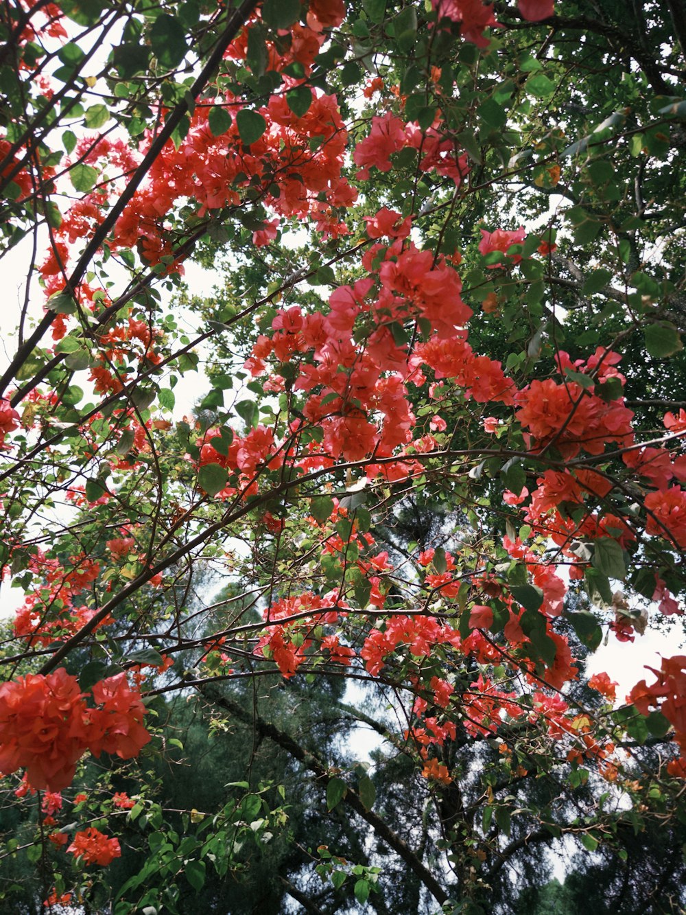 a tree filled with lots of red flowers