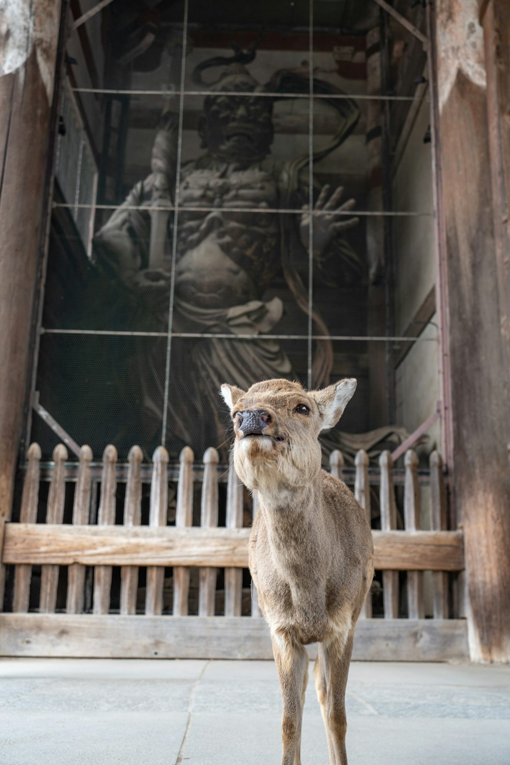 a deer is standing in front of a building