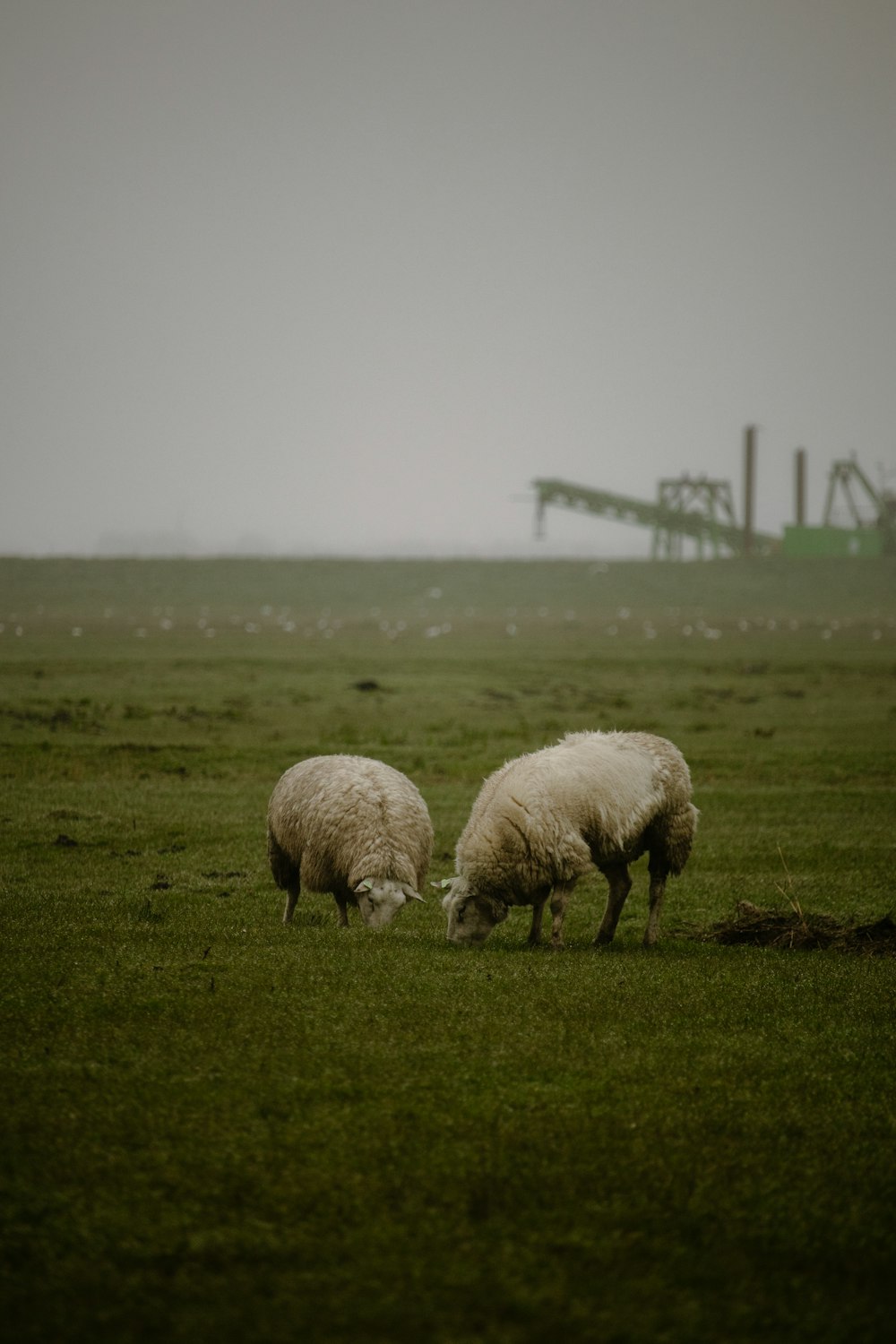 two sheep grazing in a field of grass