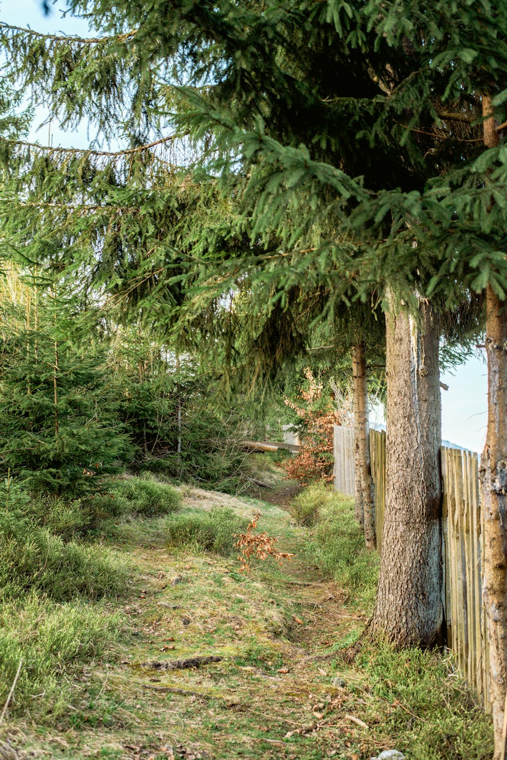 a wooden fence next to a forest filled with trees