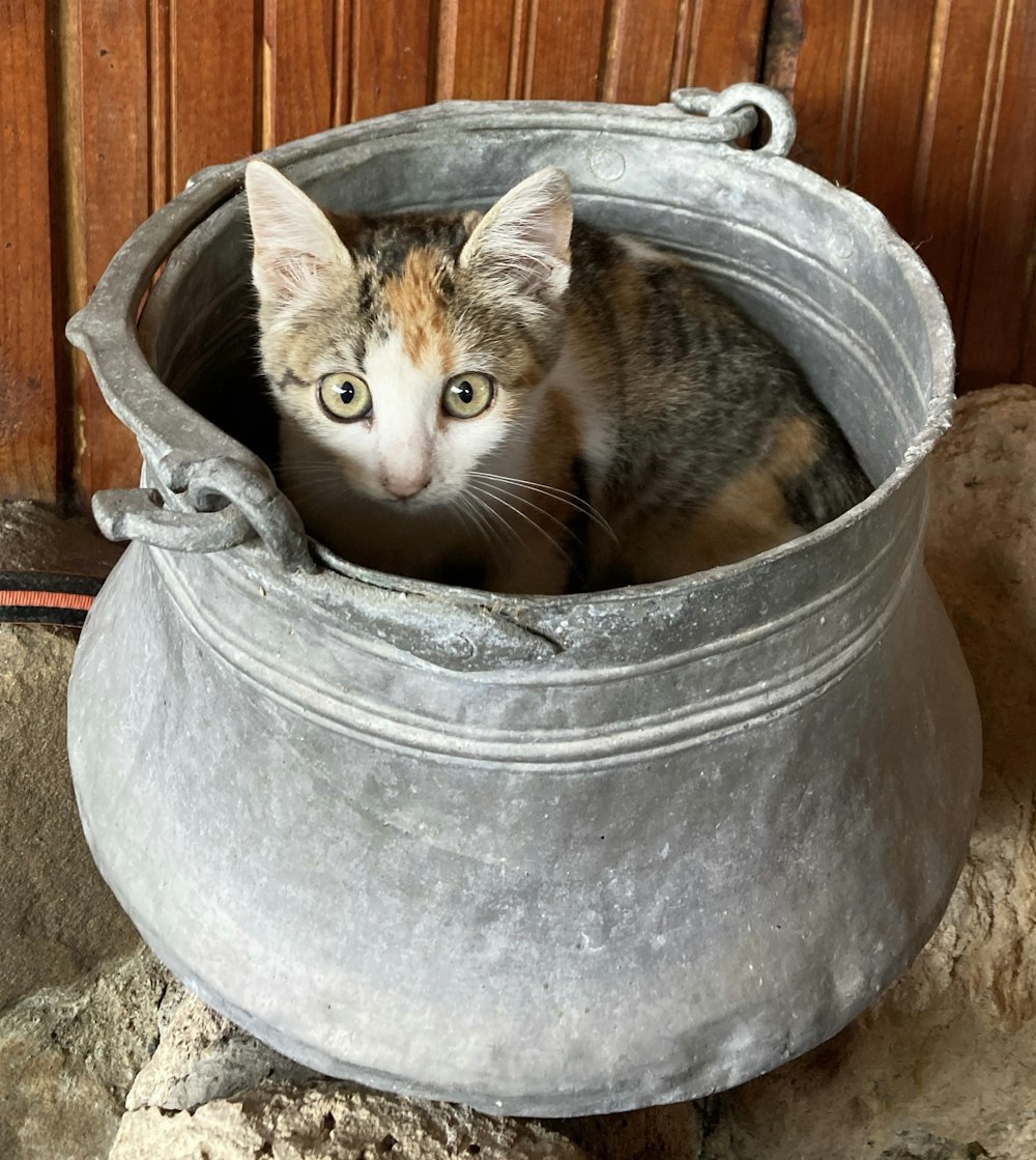 a small kitten sitting inside of a metal bucket