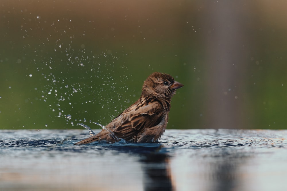 a small bird splashing water on the surface of the water