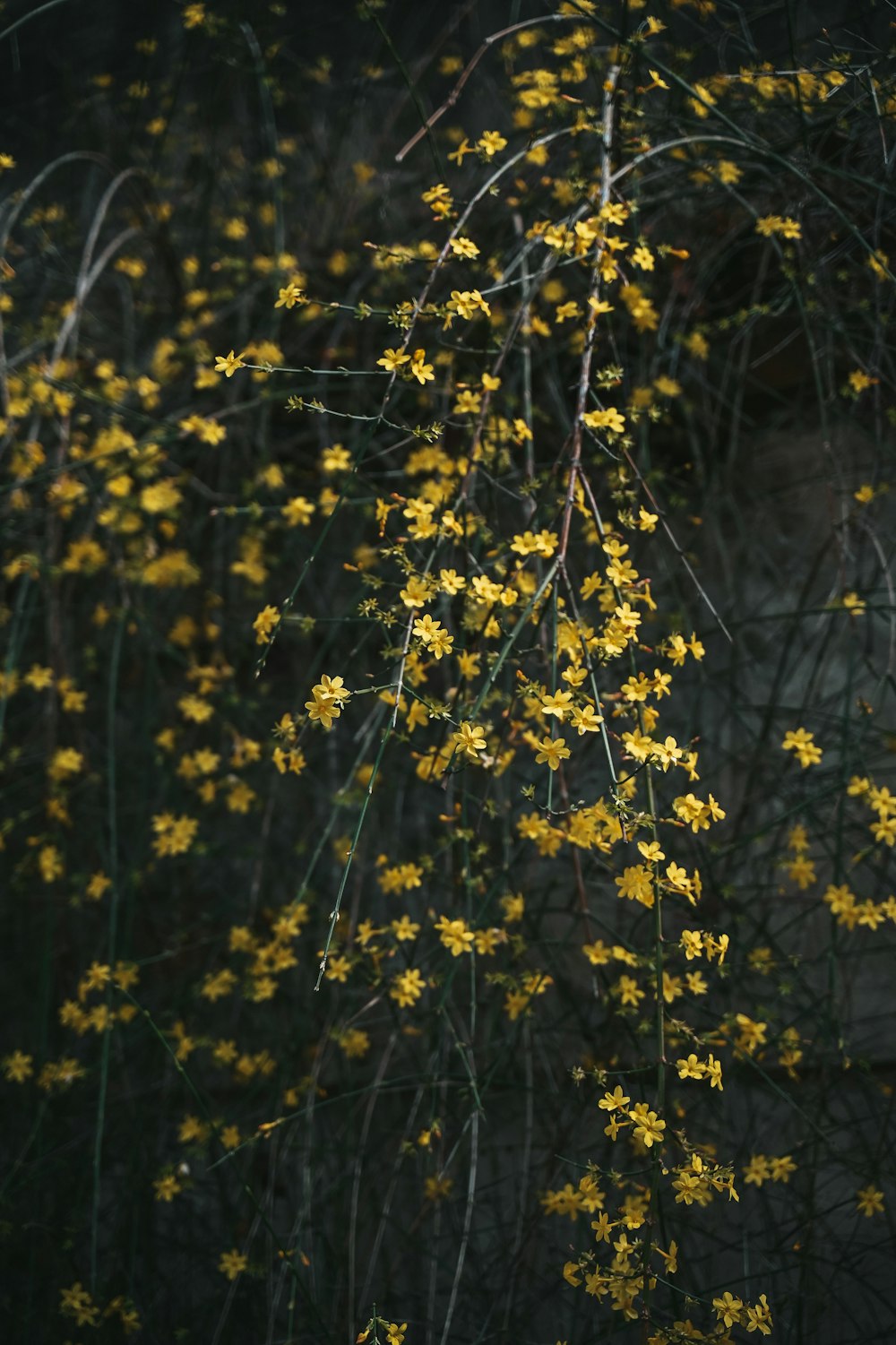 um ramo de flores amarelas em um campo