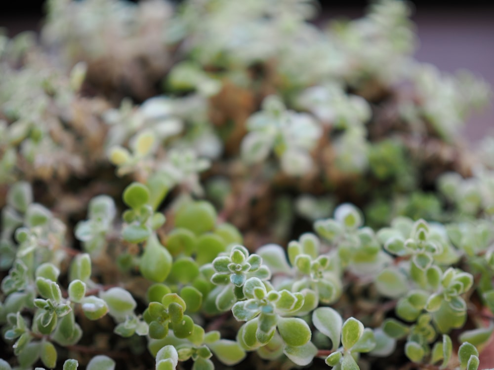 a close up of a bunch of small green plants