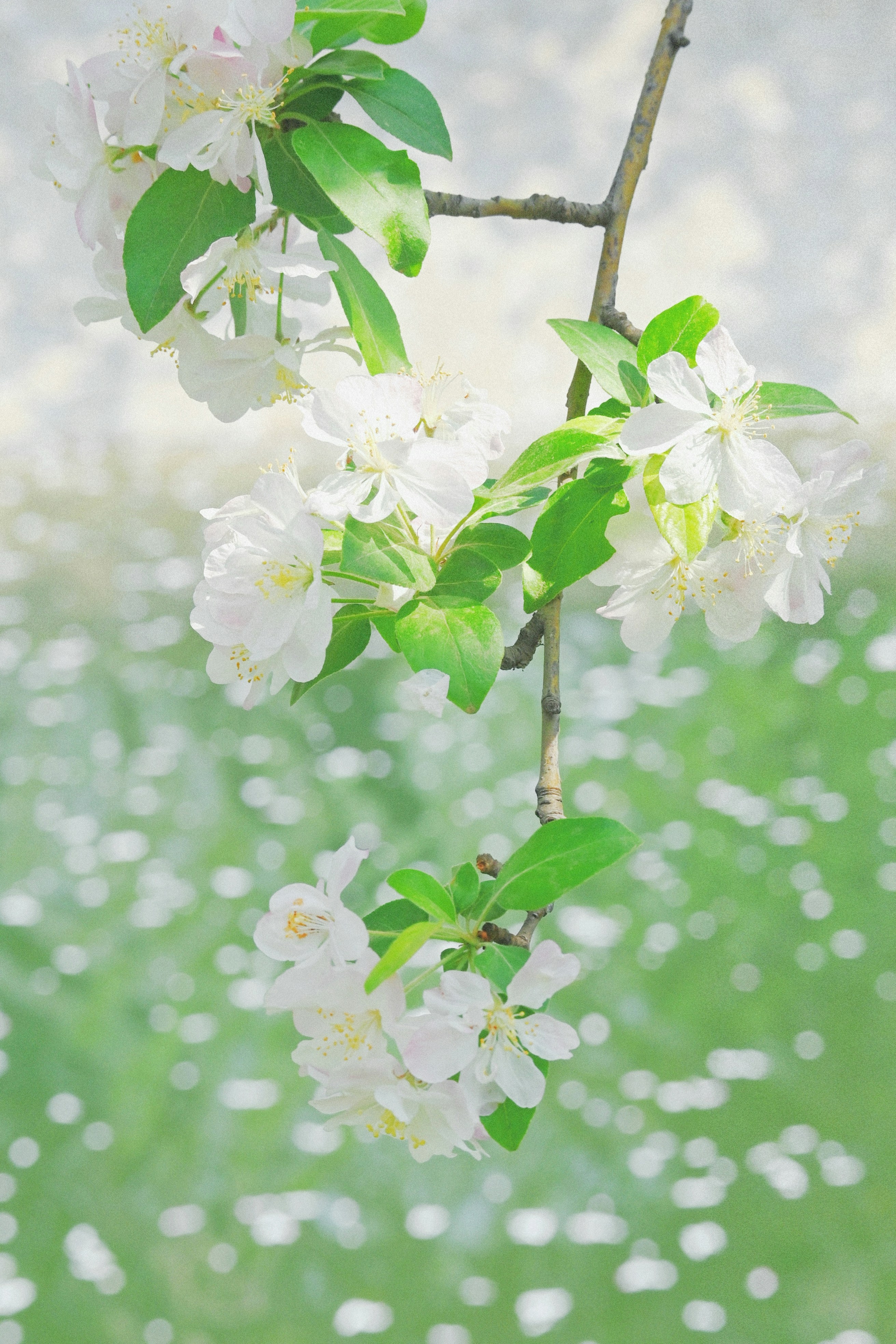 A branch with white flowers and green leaves photo – Free Flower Image ...