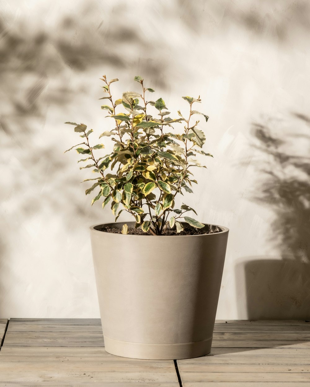 a potted plant sitting on top of a wooden table