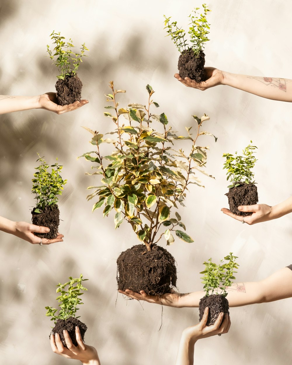 a group of people holding plants in their hands