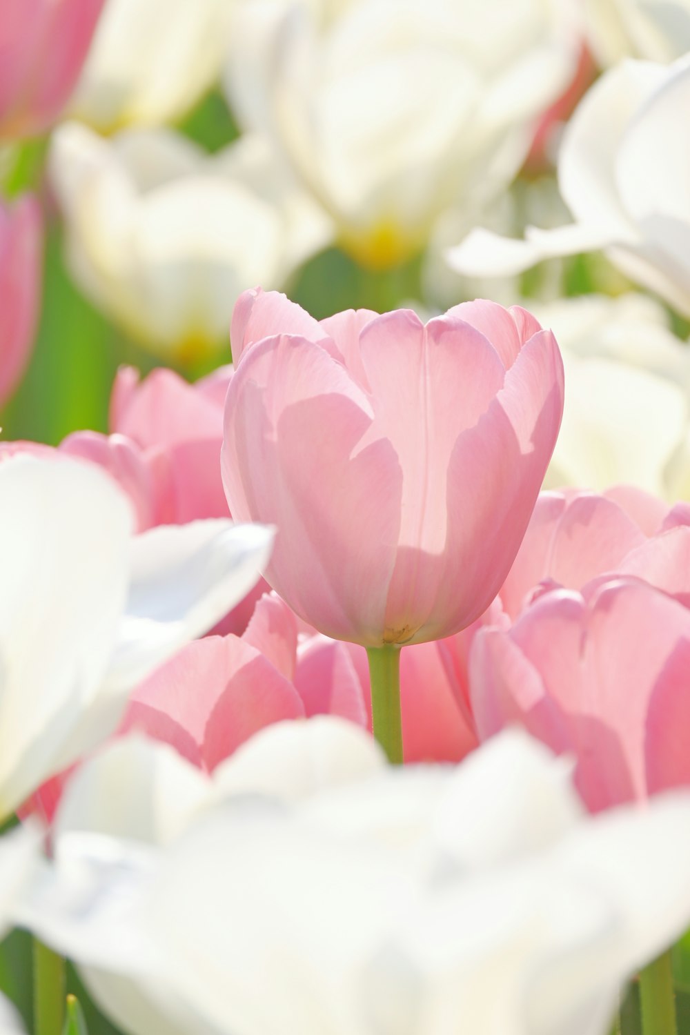 a large group of pink and white flowers