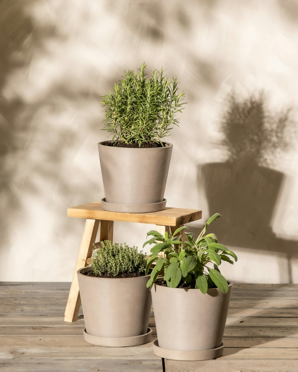 three potted plants sitting on top of a wooden table