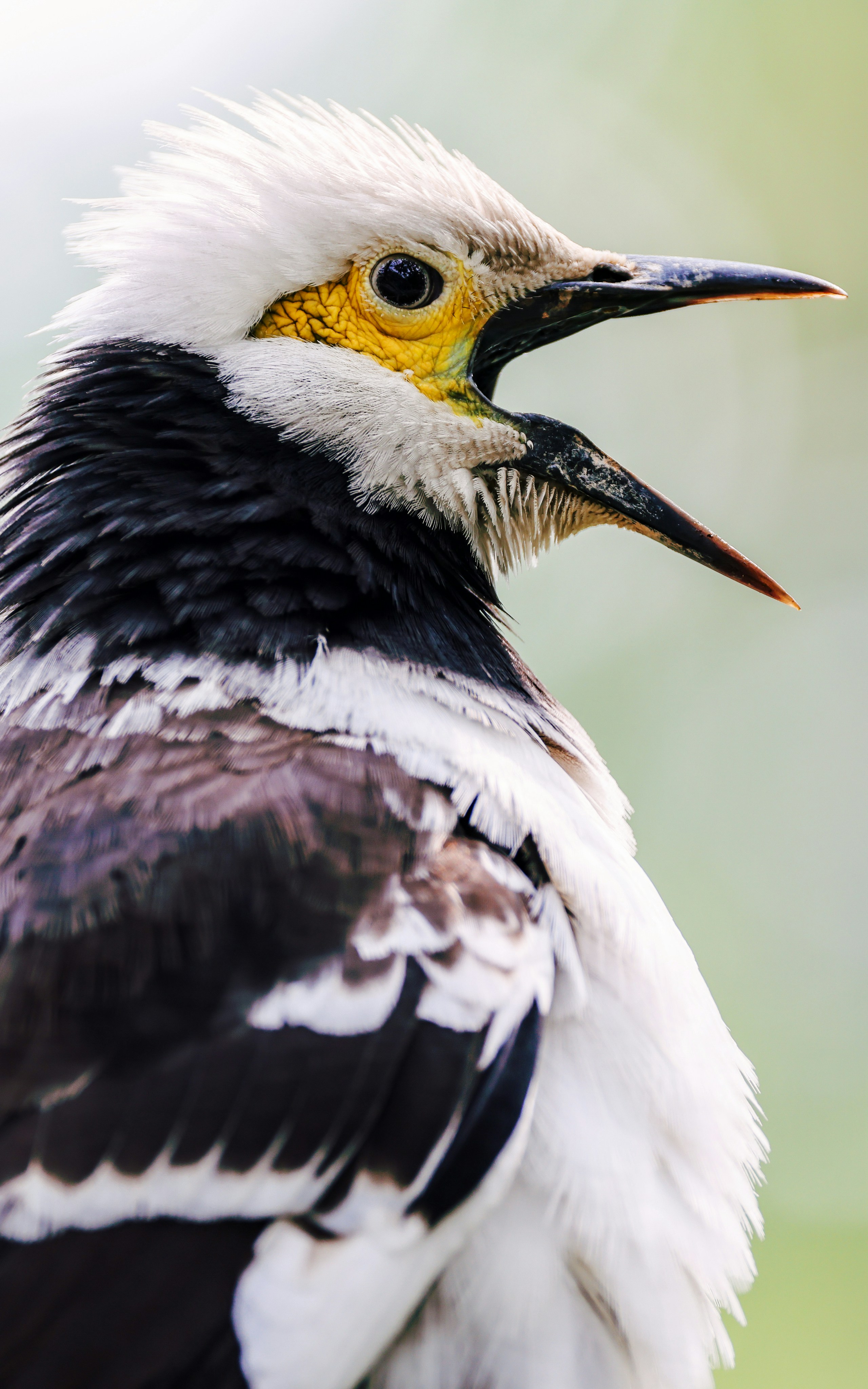 Photo by dickenslin76