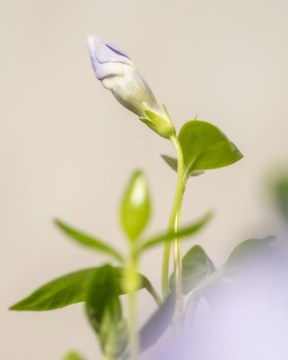 eine Nahaufnahme einer Blume mit verschwommenem Hintergrund