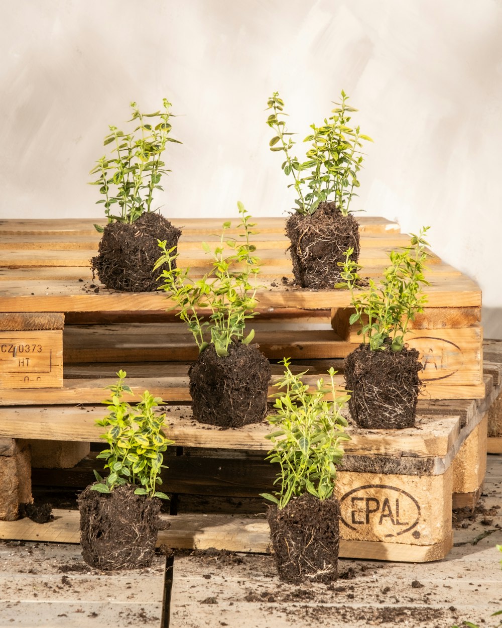 a pile of wooden pallets with plants growing out of them