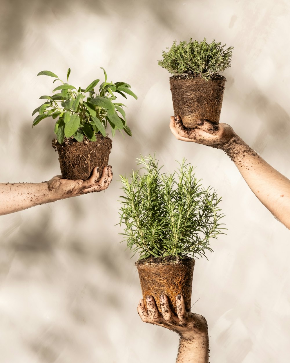 a group of people holding plants in their hands