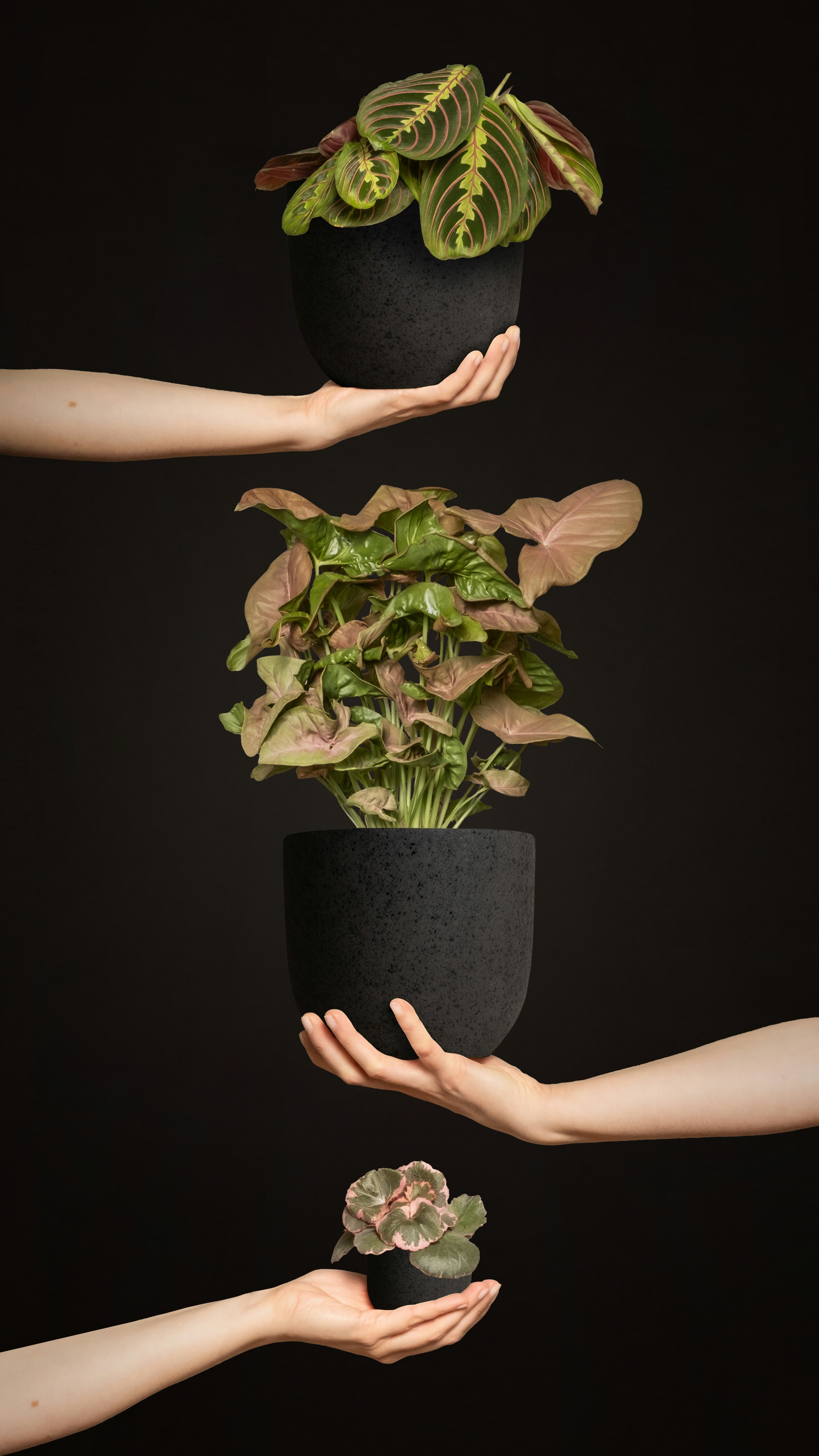 Un grupo de personas sosteniendo plantas en sus manos
