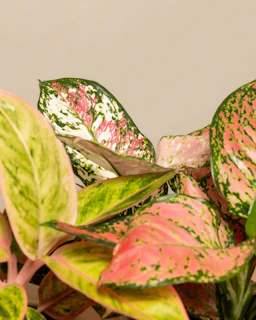 a close up of a plant with green and pink leaves