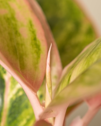 a close up of a plant with green leaves